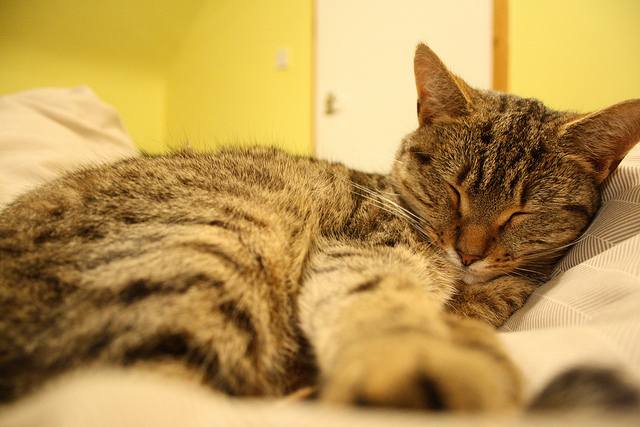 5 убедительных причин брать своего котика в постель