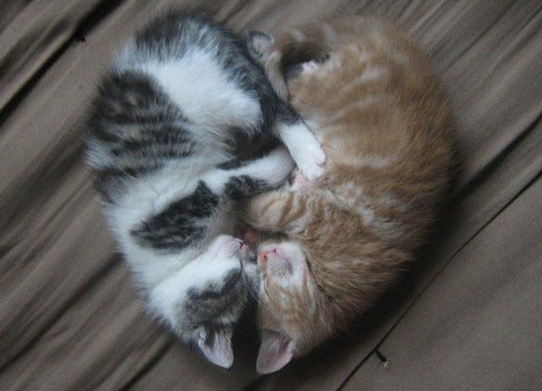 Кошки тоже могут чувствовать любовь: фото доказательства