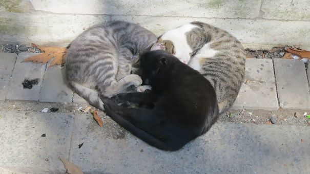 Кошки тоже могут чувствовать любовь: фото доказательства