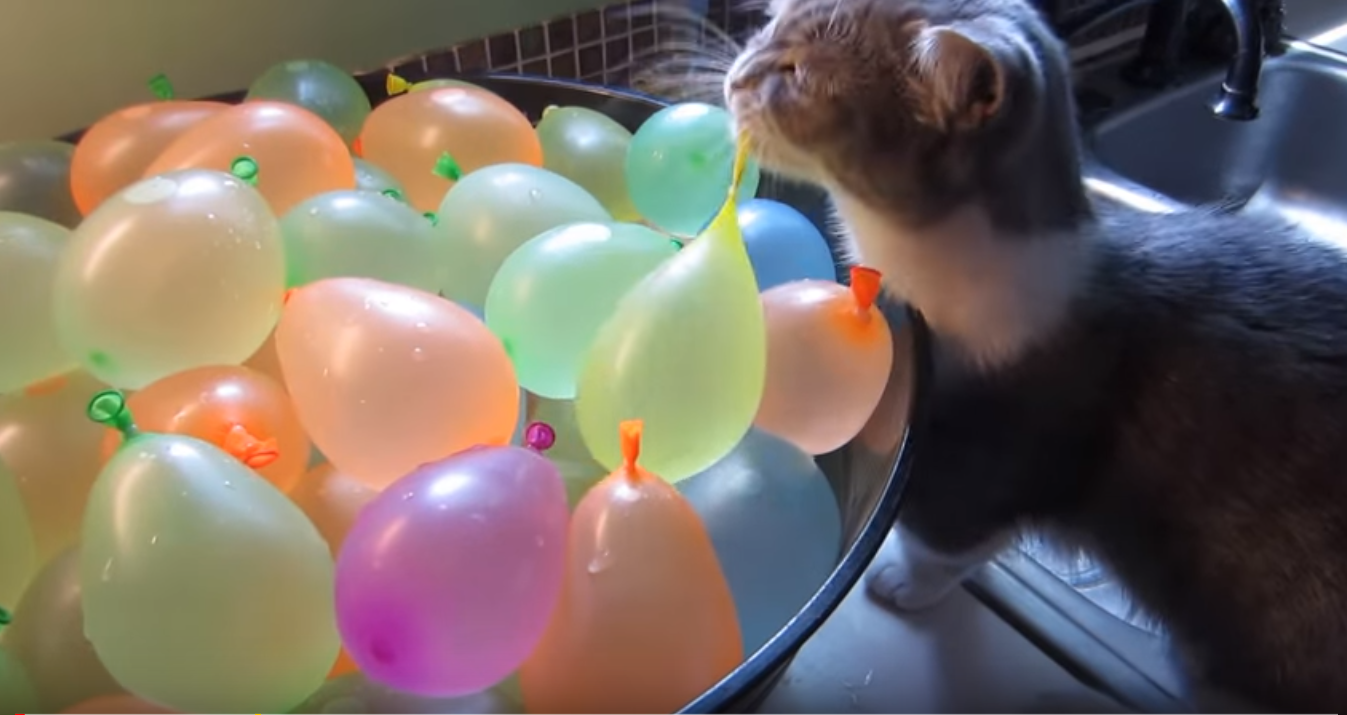 Котенок и водяные шарики
