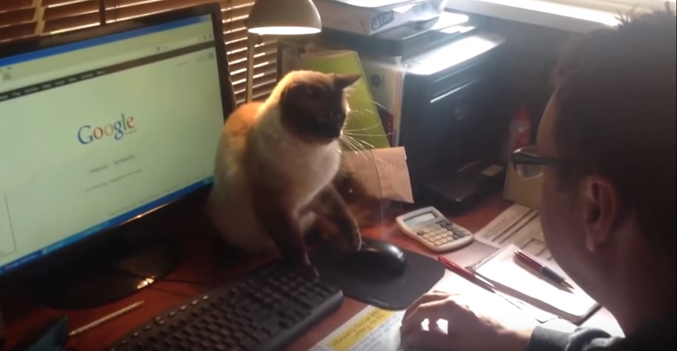 Кот не дает хозяину пользоваться компьютером: мне нужен такой кот