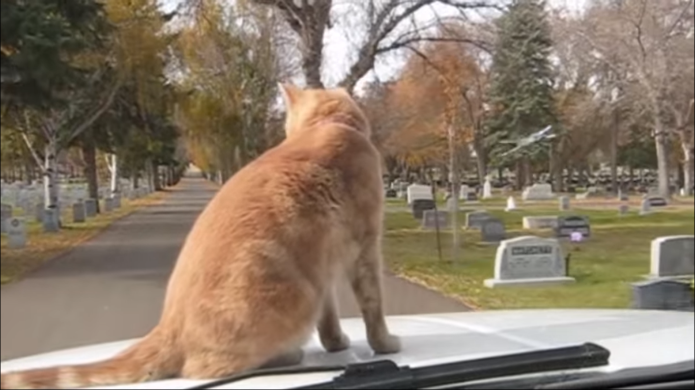 Бесстрашный кот едет на капоте автомобиля
