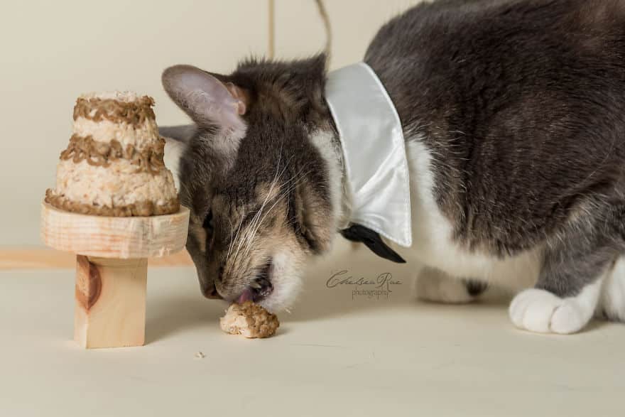 Торт для кошек рецепты
