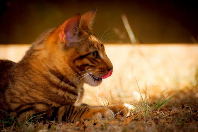 Тойгер кошки: добродушный нрав в диком окрасе