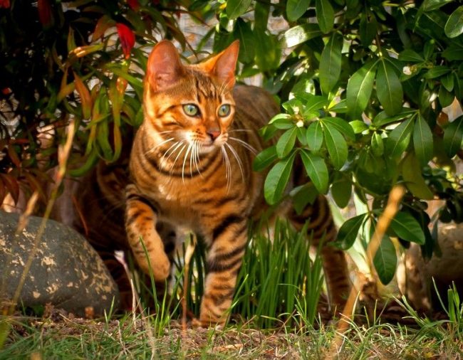 Тойгер кошки: добродушный нрав в диком окрасе