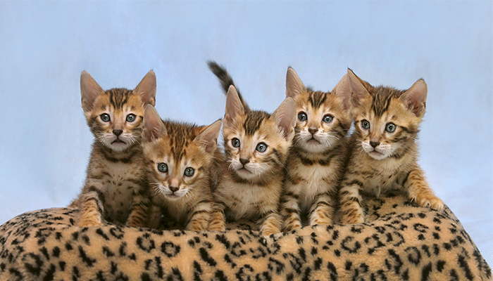 25 фото величественной красавицы — бенгальской кошки!