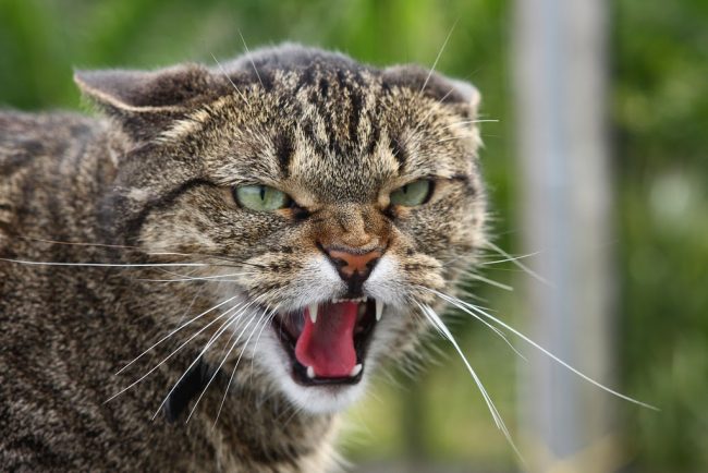 Симптомы бешенства у кошек: основные способы выявления недуга