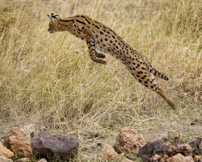 Сервал: грациозная кошка с самыми длинными ногами