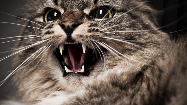 Симптомы бешенства у кошек: основные способы выявления недуга