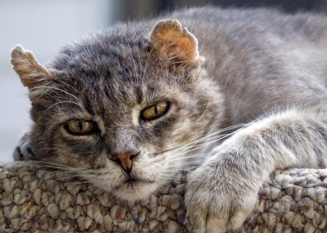 Чумка у кошек: симптомы и варианты лечения недуга