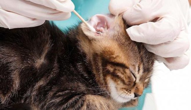 Как чистить уши кошке: полезные рекомендации