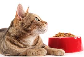 Выбираем корм для кошки: 7 основных правил