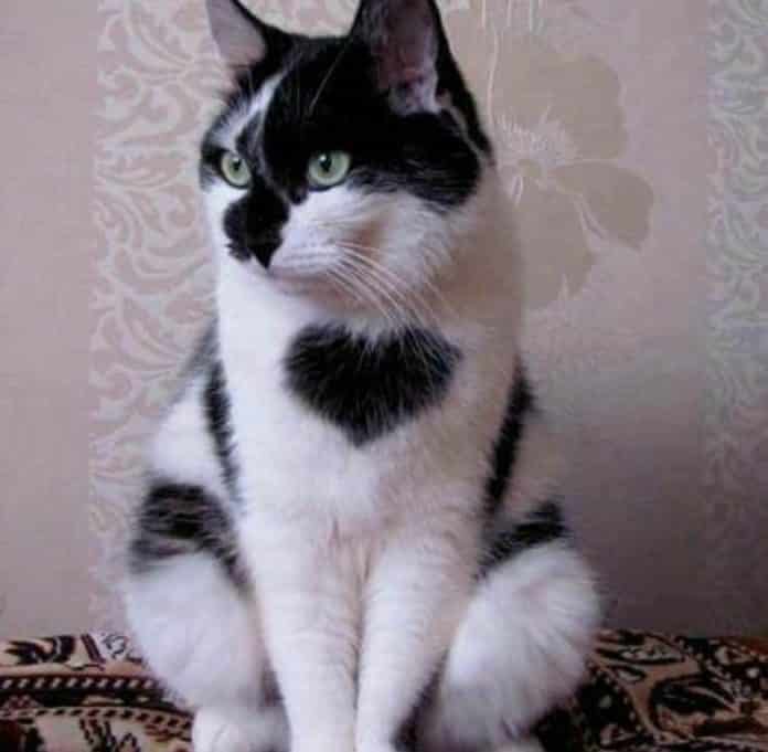 15 кошек с уникальным окрасом шерсти