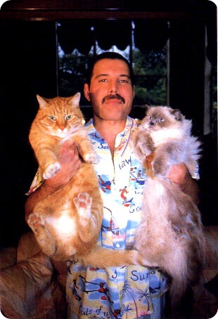 Фредди Меркьюри и его кошки