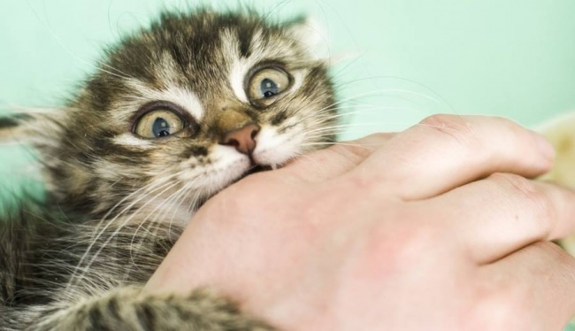 13 признаков того, что ваш кот в вас влюблен