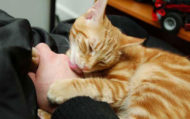 13 признаков того, что ваш кот в вас влюблен