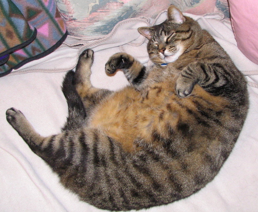Опасность ожирения у кошек