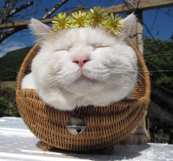 Дзен-мастер Shironeko – самый сонный и самый счастливый кот