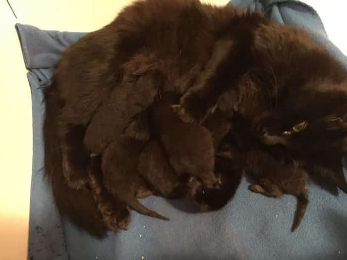 Кошка Белль переехала в приют и вскоре родила спасителям 6 крошек