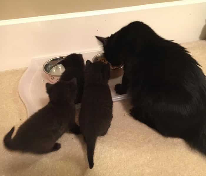 Кошка Белль переехала в приют и вскоре родила спасителям 6 крошек
