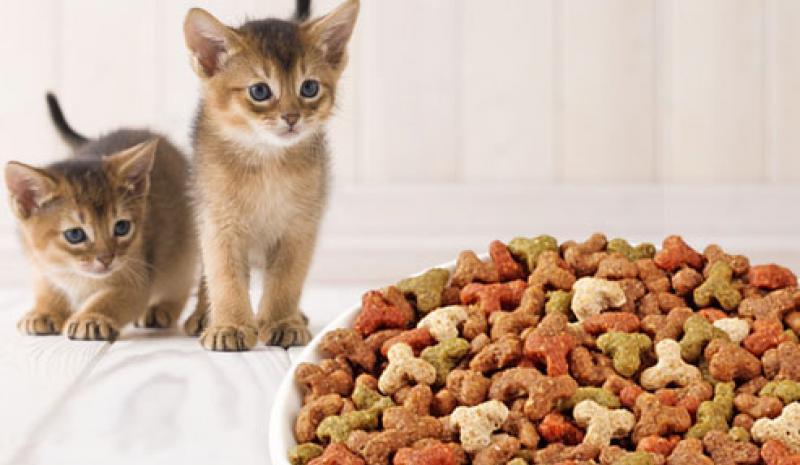 Выбираем корм для кошки: 7 основных правил