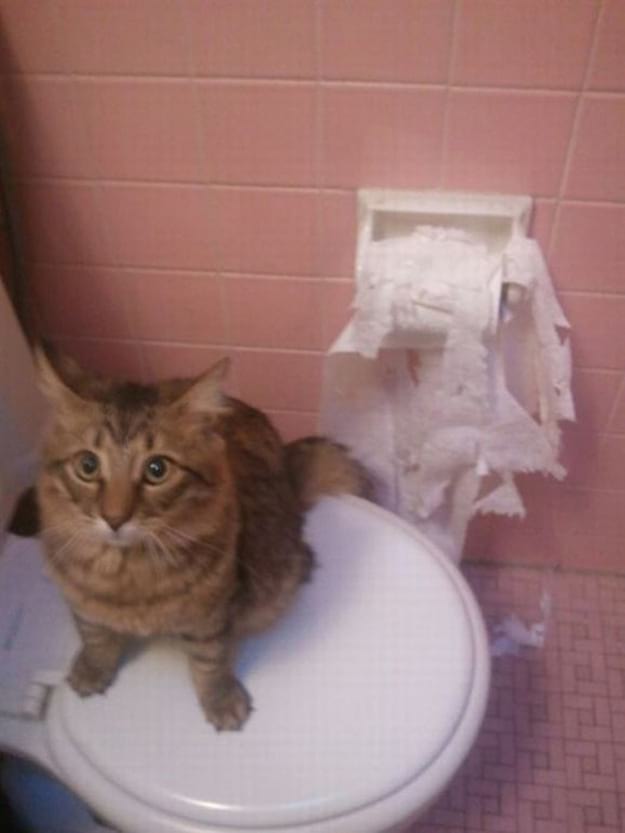 22 шкодных фото: хозяин из дома — кошки в пляс