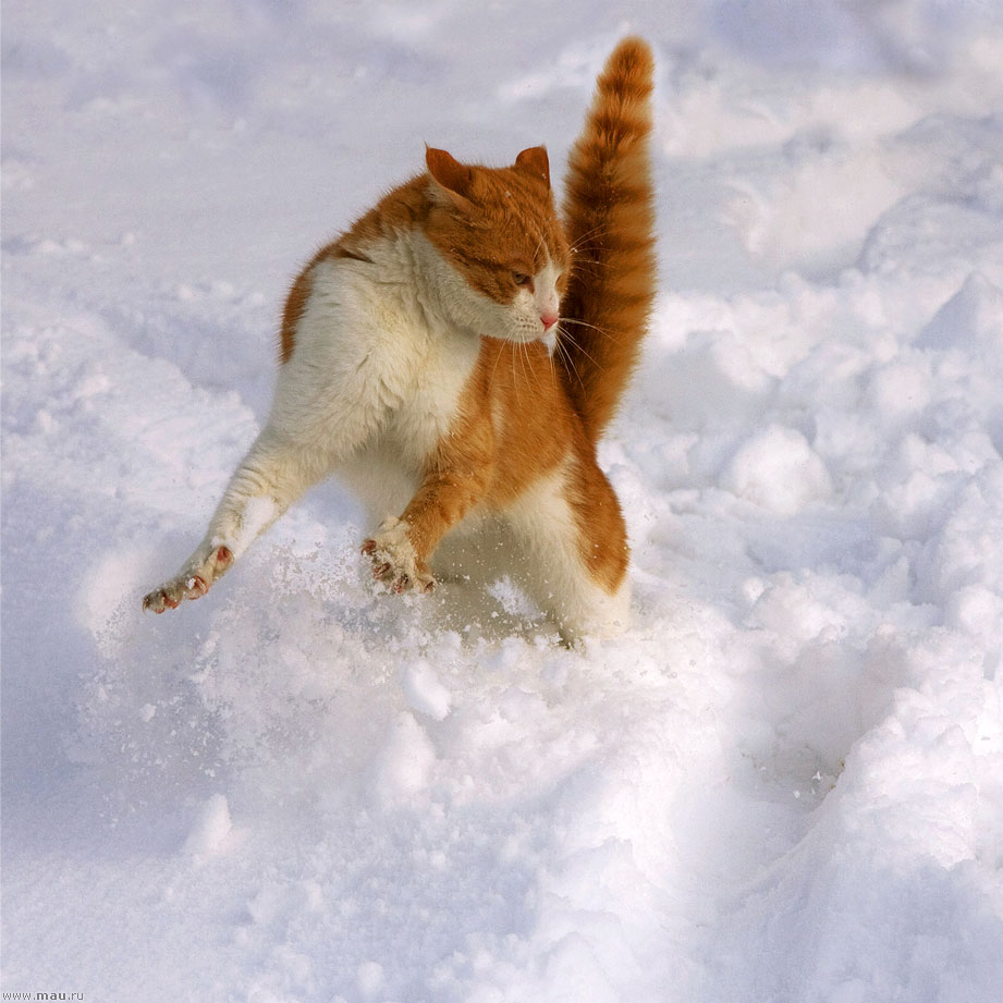 Забавные коты резвятся в снегу: очень смешное видео