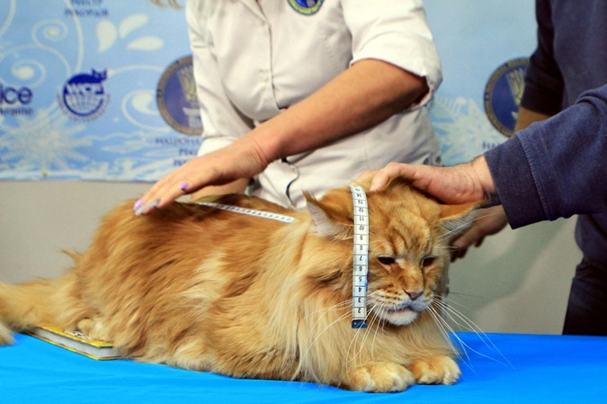 Установлен новый рекорд по величине кота