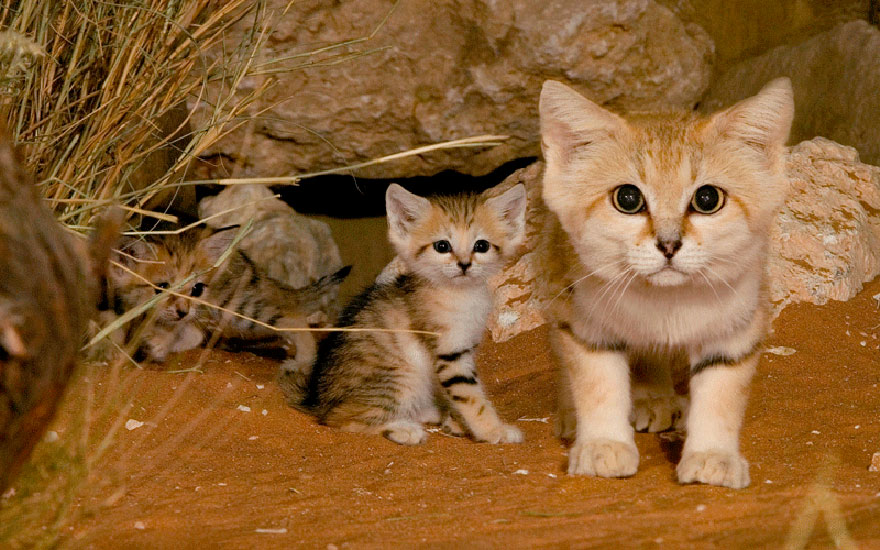 Песчаные кошки: взрослые коты выглядят как котята