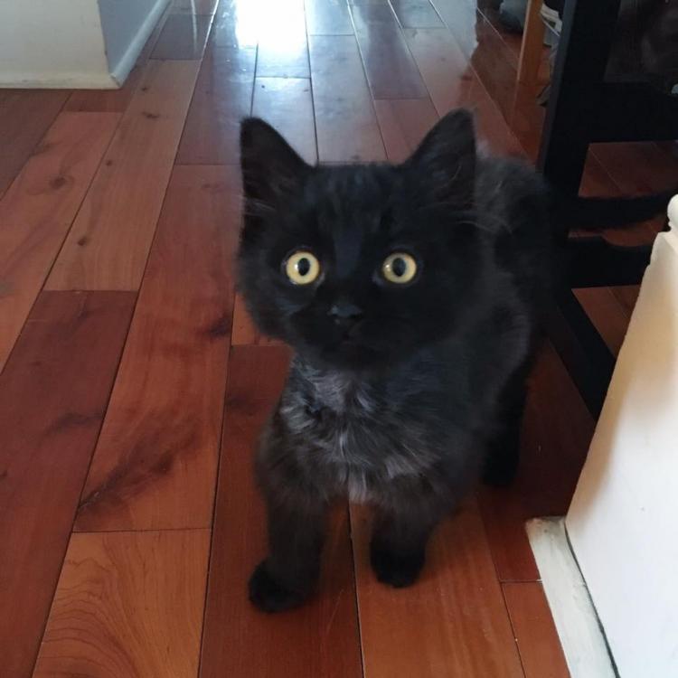 В канун дня всех святых, под окном появился дикий черный кот