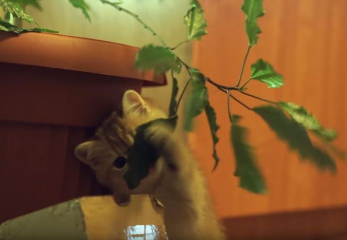 Первые 5 месяцев жизни котенок провел перед камерой: милые кадры