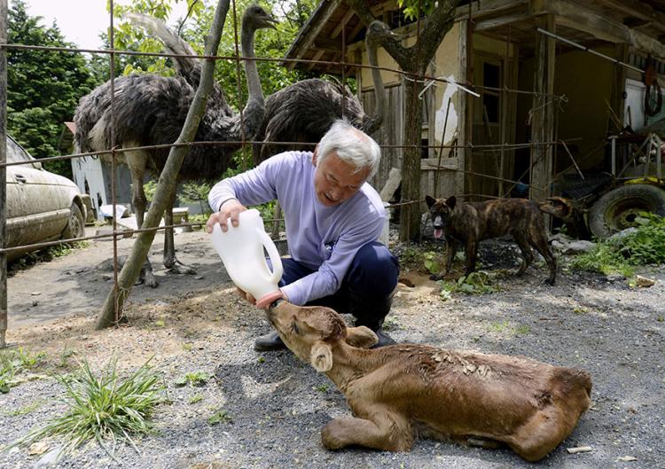 Непризнанный герой Фукусимы продолжает заботиться о брошенных здесь животных