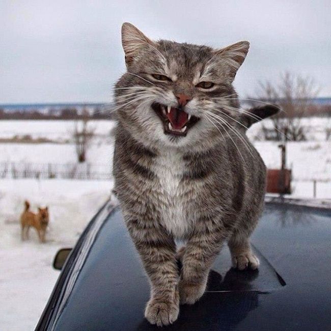 Смешные кошки — лучший антидепрессант: забавная подборка