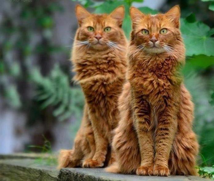 Найдете 10 отличий? Безумно красивые кошки-близнецы