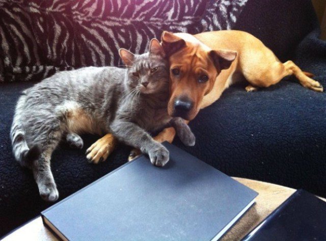 Сплошное умиление: дружба котов и собак