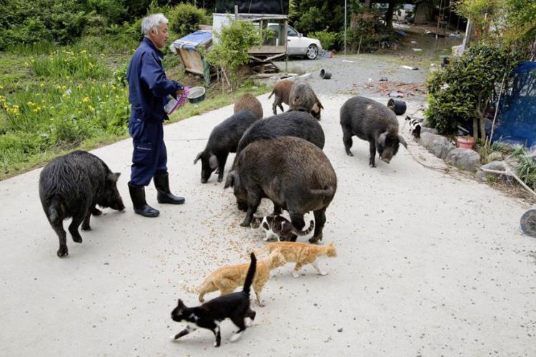 Непризнанный герой Фукусимы продолжает заботиться о брошенных здесь животных