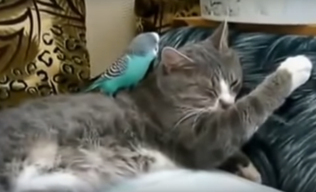 Дочирикался: разговорчивый попугай мешал спать коту