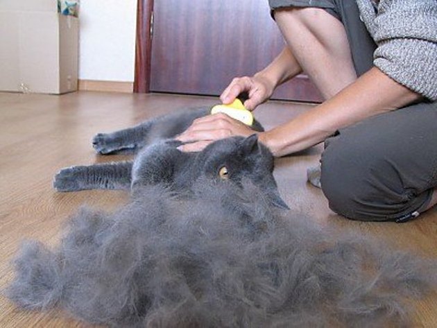 Что делать, если у кошки шерсть выпадает клочьями