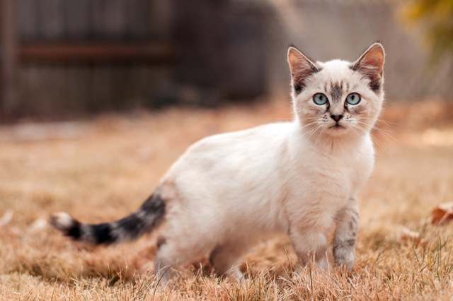 Интересные факты о сиамских кошках
