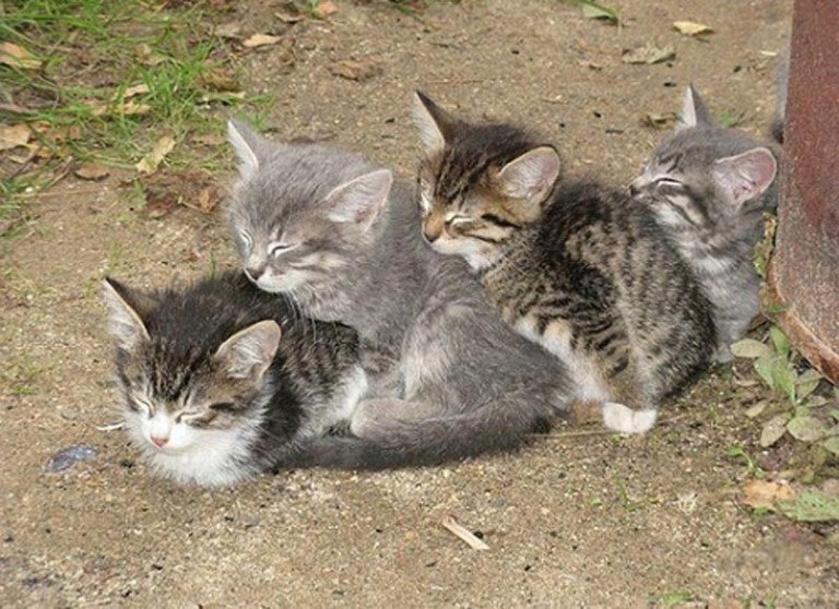 Необычные кошачьи позы для сна