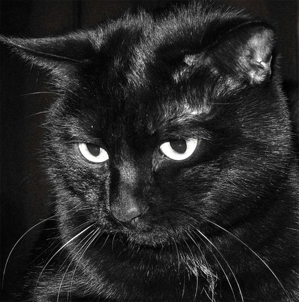 Черные кошки: интересные факты и фотоподборка