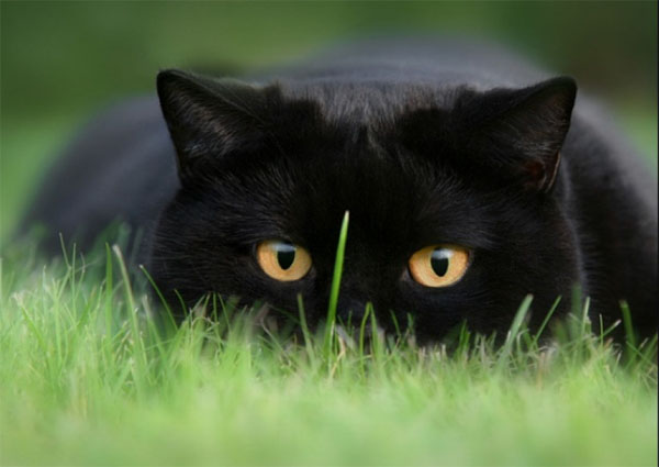 Черные кошки: интересные факты и фотоподборка