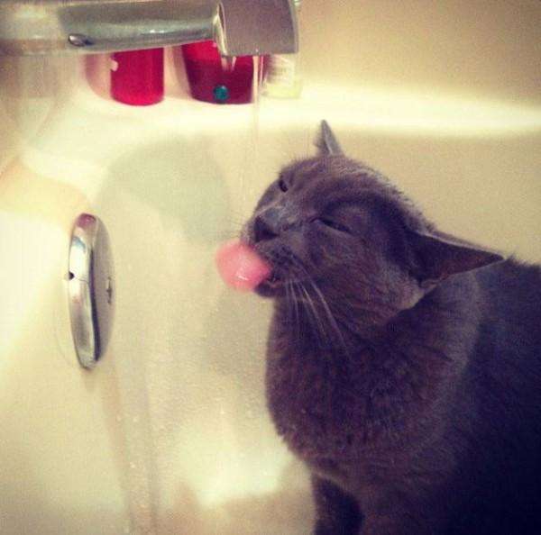 15 котиков, развенчивающих миф о том, что кошки не любят воду