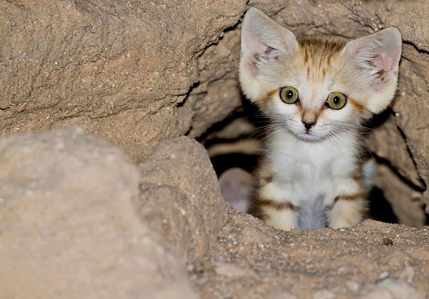 Песчаные кошки: взрослые коты выглядят как котята