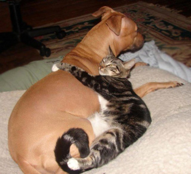 Сплошное умиление: дружба котов и собак