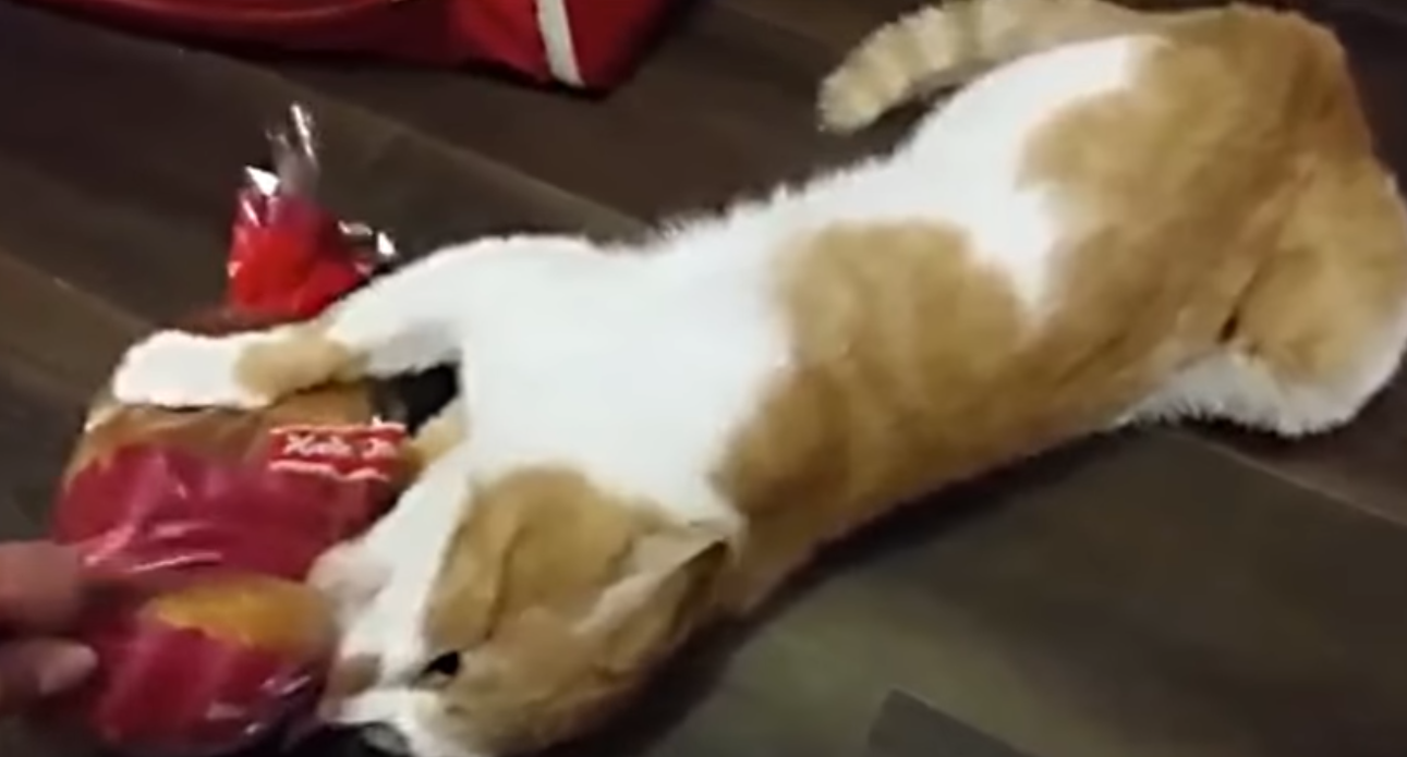 «Боря, отдай булку» — видео со смешным котом, обожающим хлеб