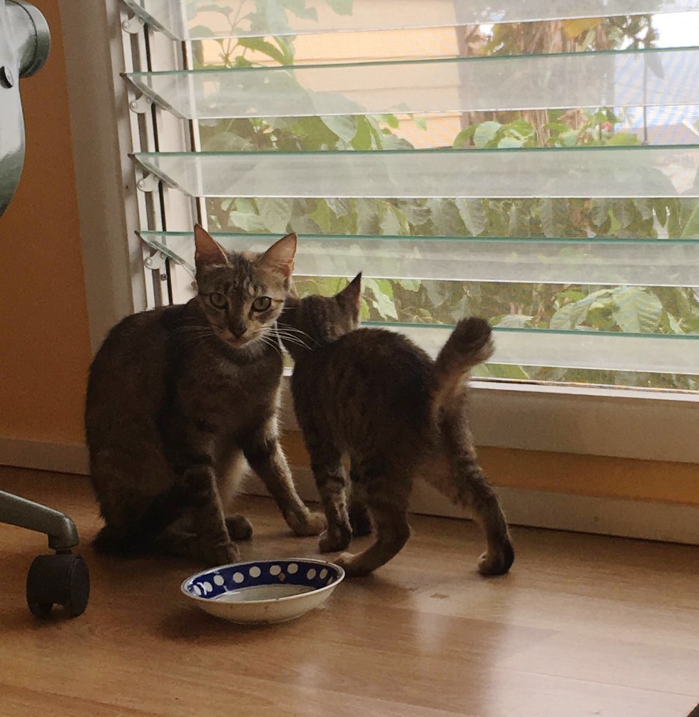 Чтоб кошка пришла. Два кота у входа в дом.
