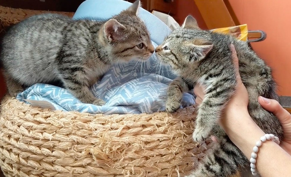 Искренняя дружба двух котят-бобтейлов