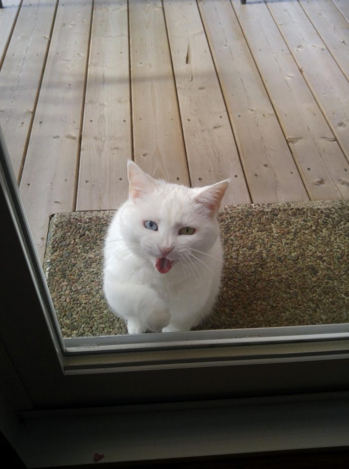 Находчивый кот каждый день приходит к соседям и вымогает лакомства
