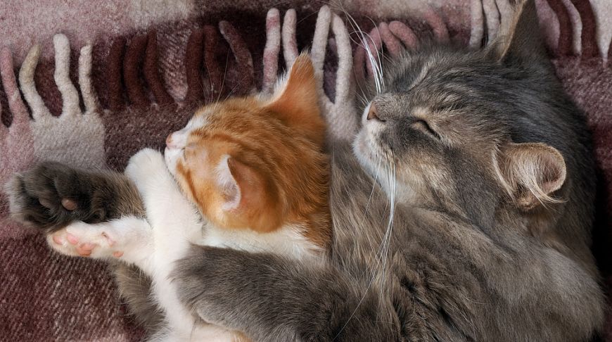 Как обнимаются коты: веселая фотоподборка